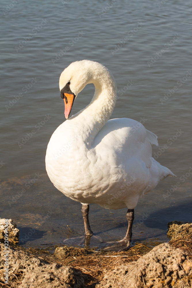 Fototapeta premium White swan on the water surface summer day