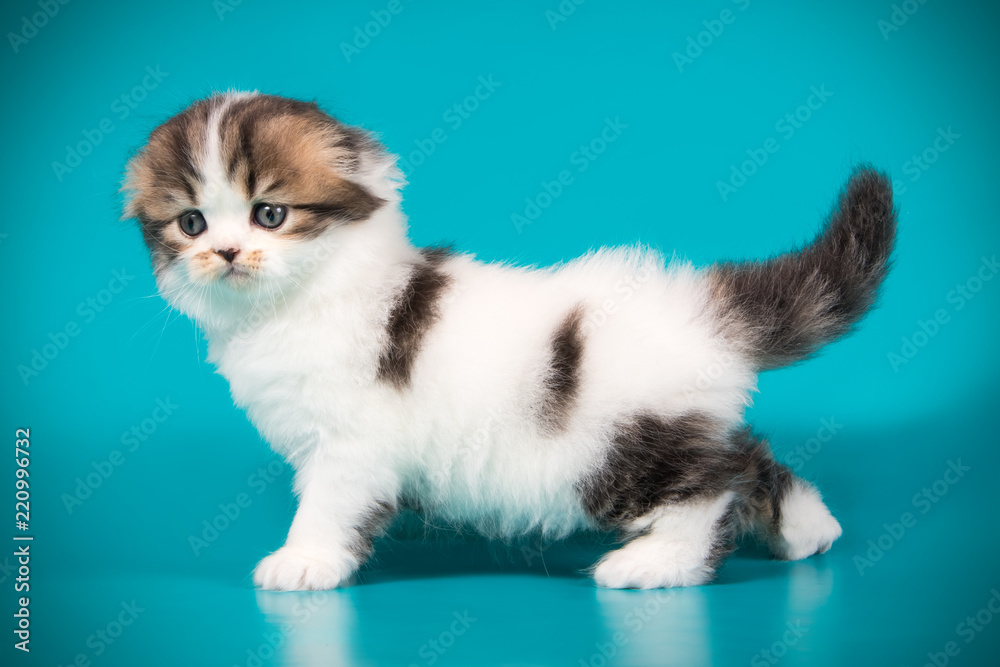 Scottish fold longhair cat on colored backgrounds