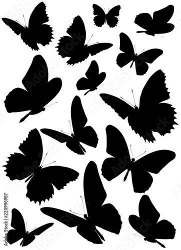 black butterfly, isolated on a white