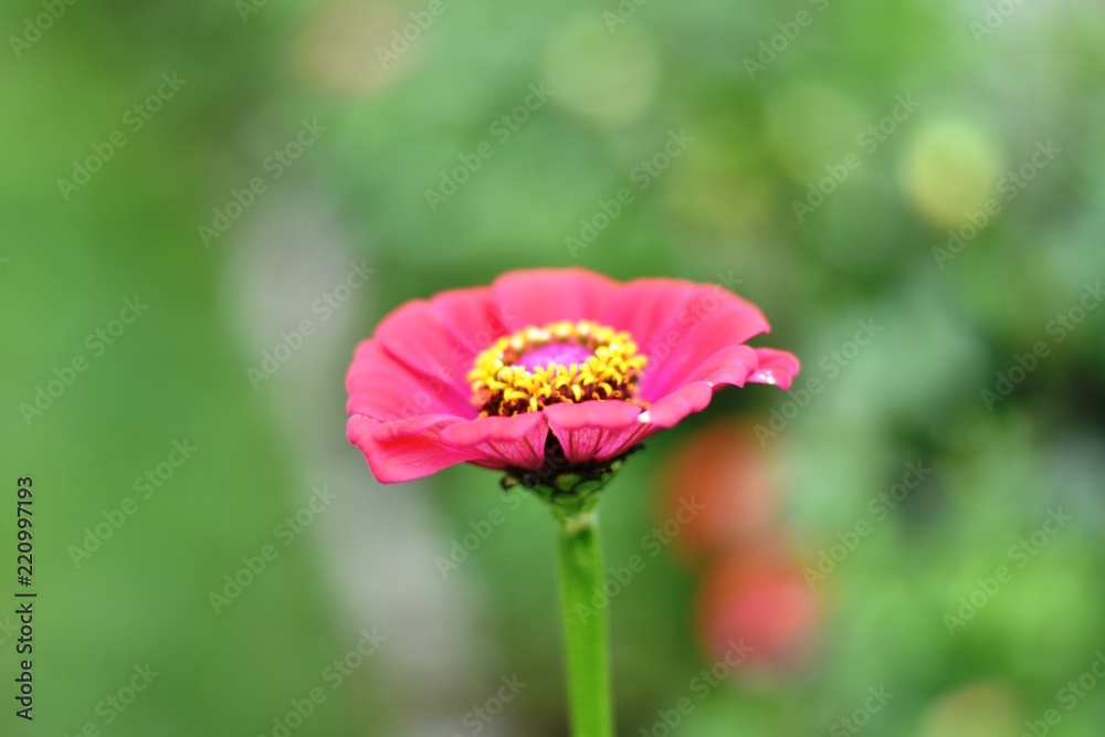 Obraz premium pink color flower