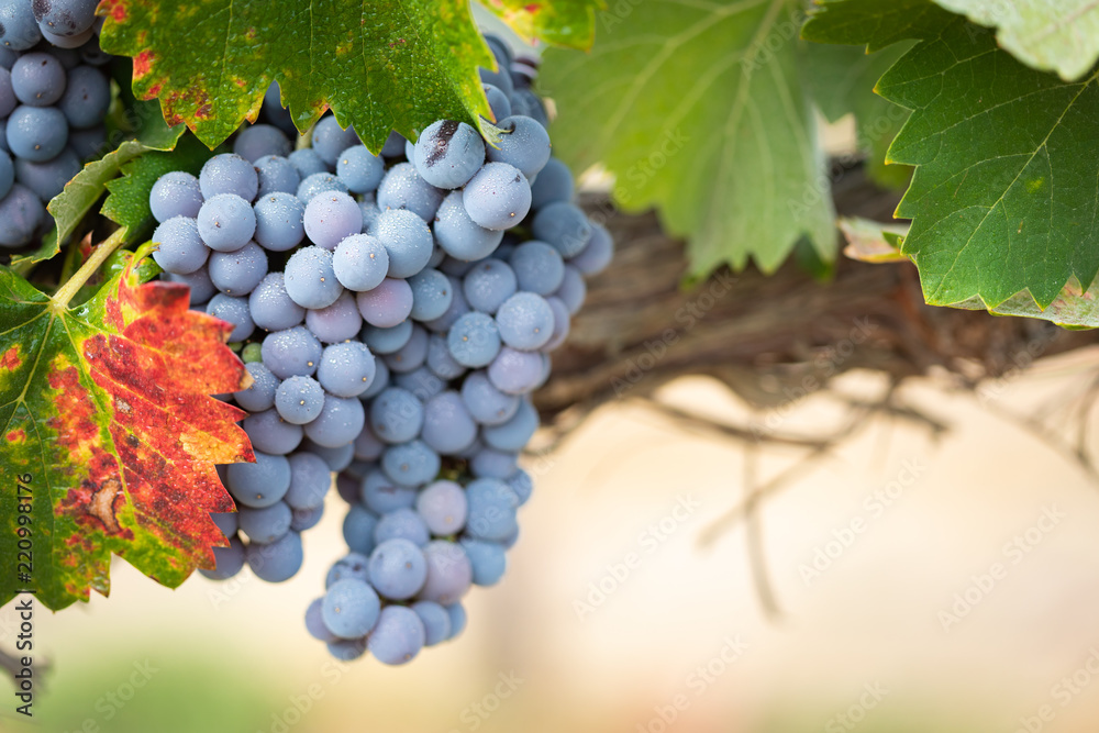 Fototapeta premium Vineyard with Lush, Ripe Wine Grapes on the Vine Ready for Harvest
