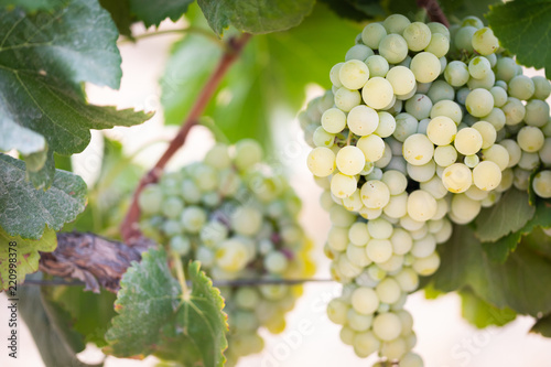 Wallpaper Mural Vineyard with Lush, Ripe Wine Grapes on the Vine Ready for Harvest Torontodigital.ca
