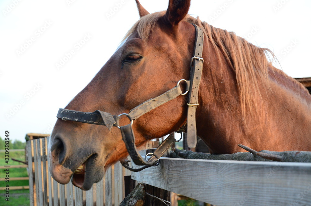 horse horse