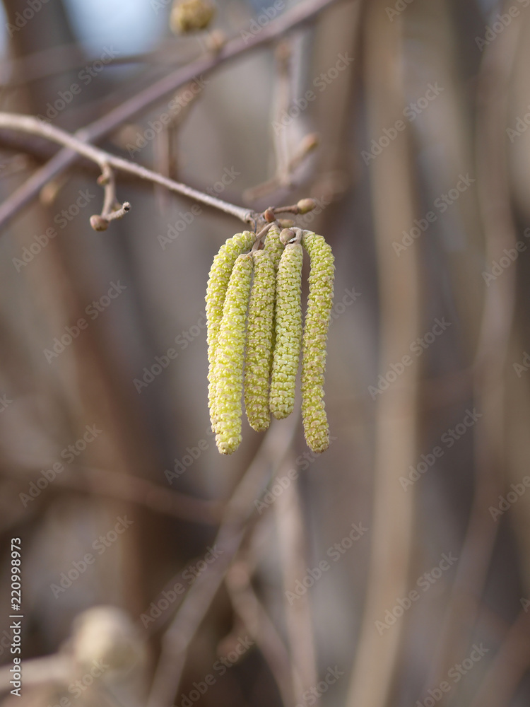 Obraz premium Corylus avellana. Inflorescences du noisetier