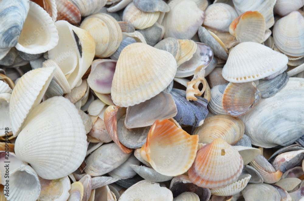 sea vacation beach shells