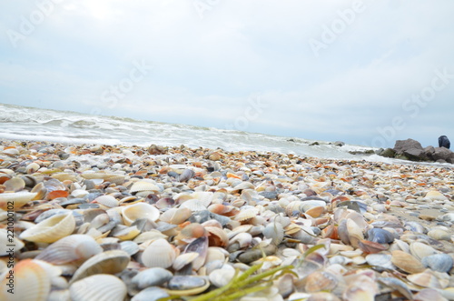 sea vacation beach shells