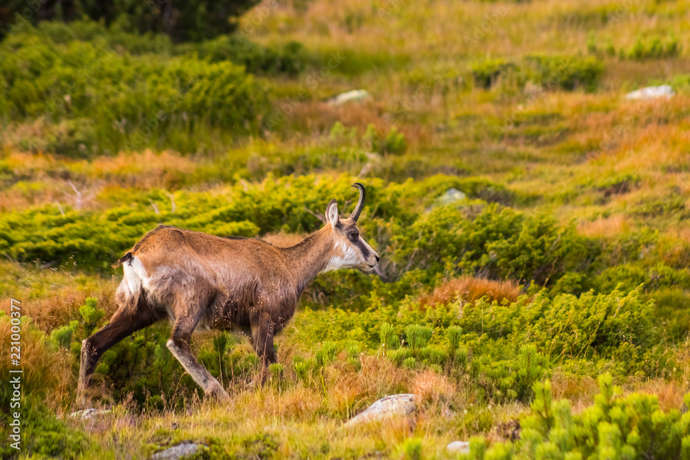 Mountain goat alias Rupicapra in High Tatras, Slovakia Mountain goat alias Rupicapra in High Tatras, Slovakia