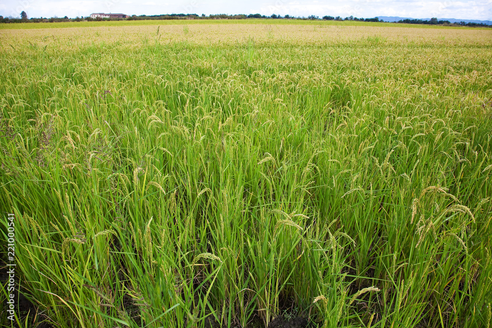 Italian rice fields in summer Italian rice fields in summer