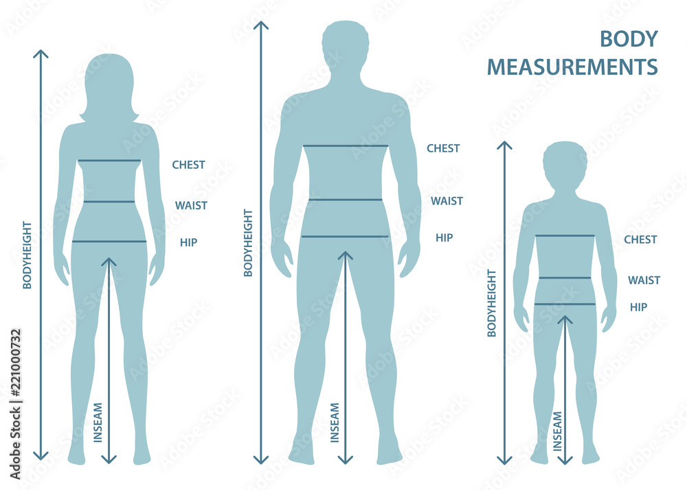 Human body measurements and proportions Royalty Free Vector