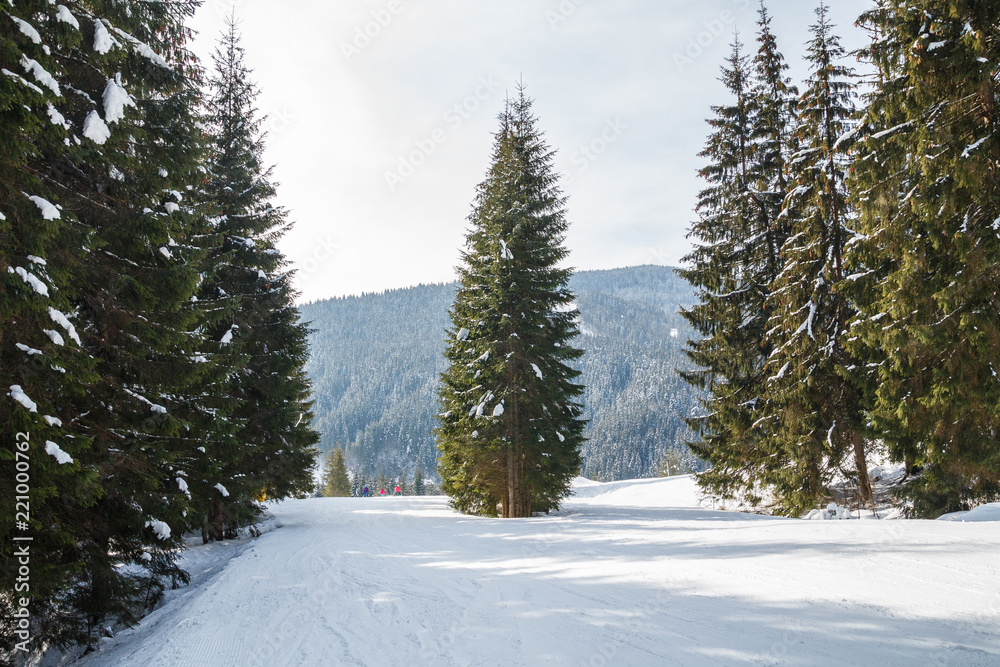 view from above and from the side to snow-covered pines or firs or spirits. view from above and from the side to snow-covered pines or firs or spirits.