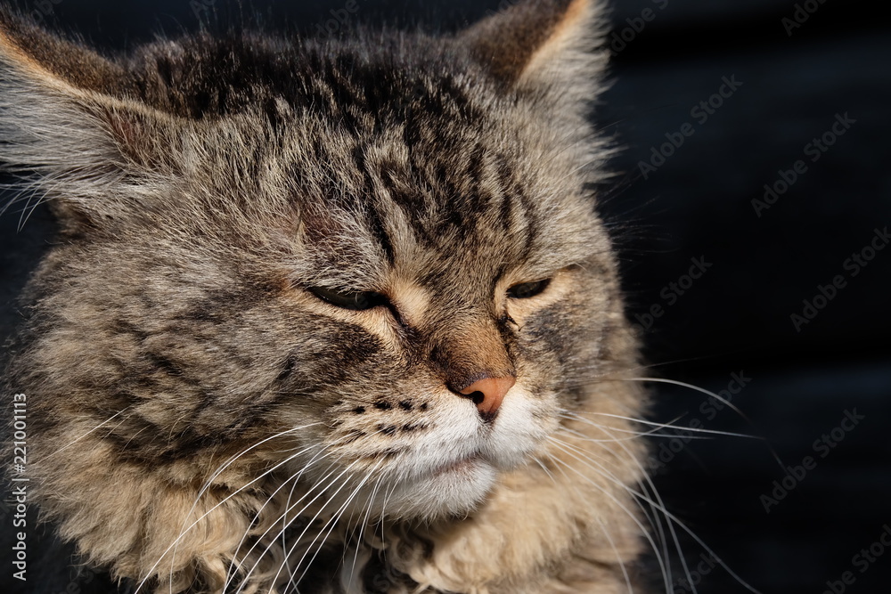 cat portrait, cat muzzle