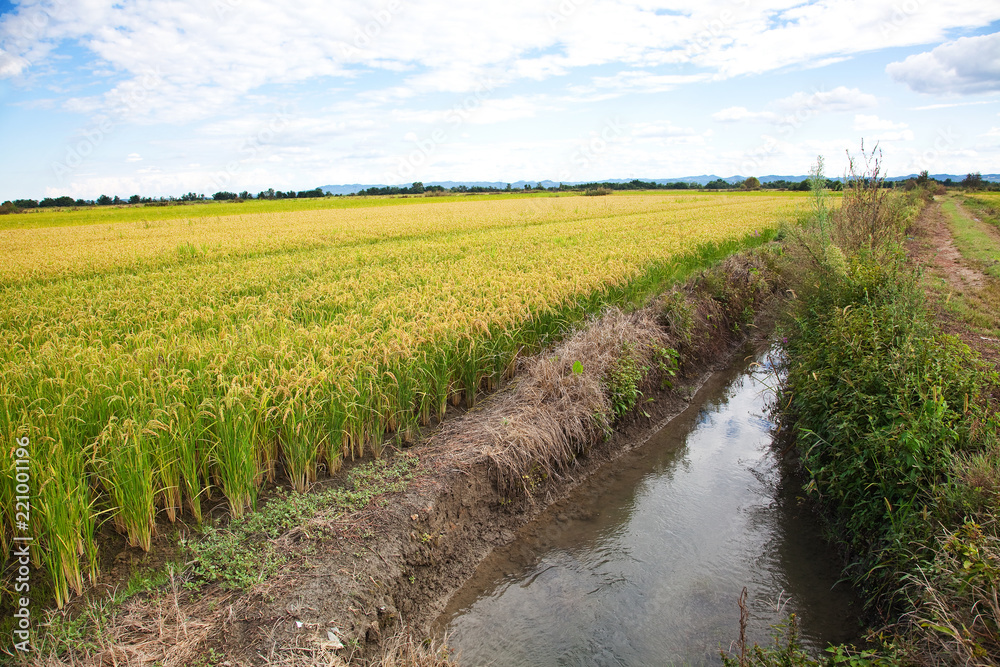 Obraz premium Italian rice fields in summer