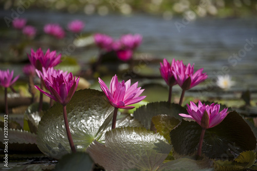 Beautiful lotus flowers in the lake of wetland area of Talaynoi, Pattalung, Thailand.