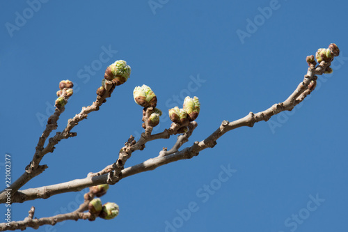 A tree branch with buds on it on early spring