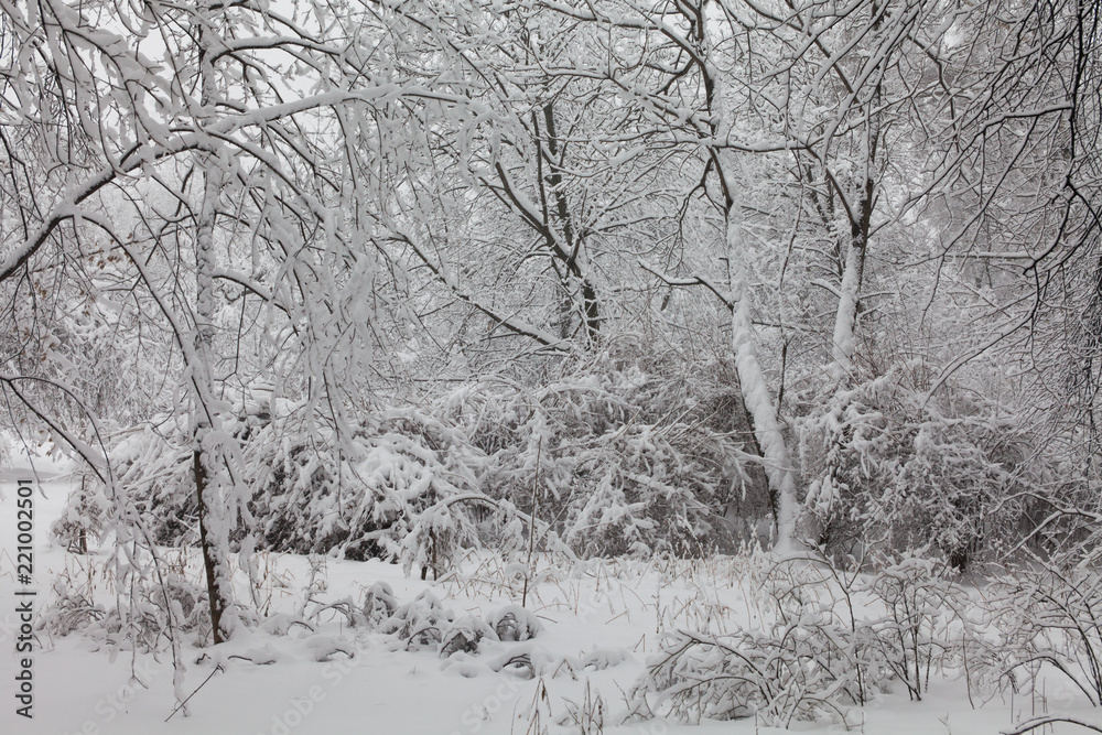 Snowfall in the forest. Snowy winter weather scene, snow covered trees landscape.