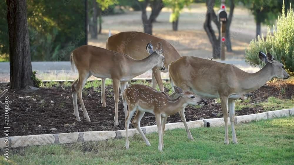 Baby fawn with her mother eating corn out of a yard in the Texas hill country. Baby fawn with her mother eating corn out of a yard in the Texas hill country.