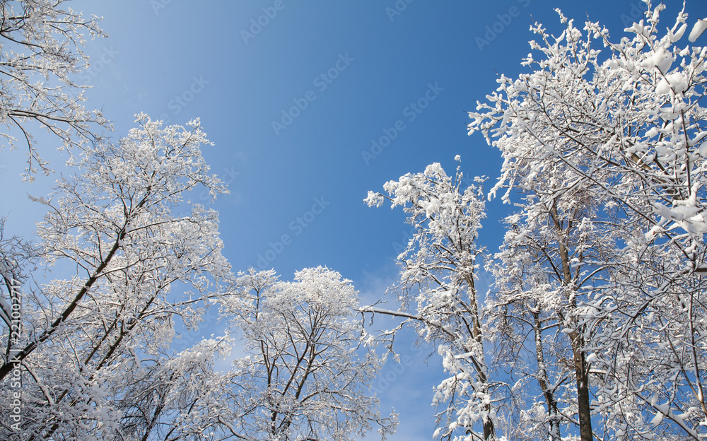 Beautiful winter weather concept. Snowfall in the park, snow covered treetops landscape