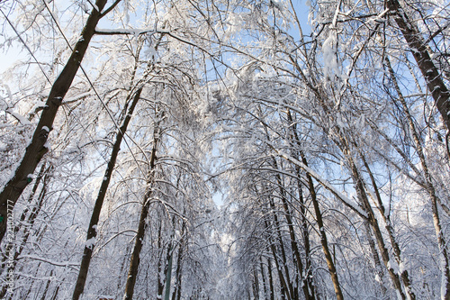 Beautiful winter weather concept. Snowfall in the park, snow covered treetops landscape photo