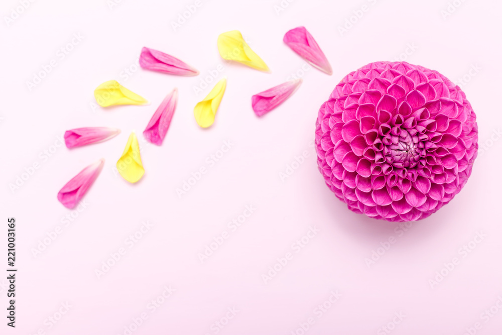Dahlia ball-barbarry with petals - top view on pink bright summer flower on pastel background.