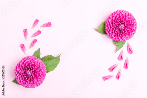 Fototapeta Naklejka Na Ścianę i Meble -  Dahlia ball-barbarry and petals with green leaves - top view on pink bright summer flower