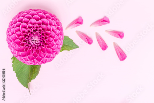 Fototapeta Naklejka Na Ścianę i Meble -  Dahlia ball-barbarry and petals with green leaves - top view on pink bright summer flower