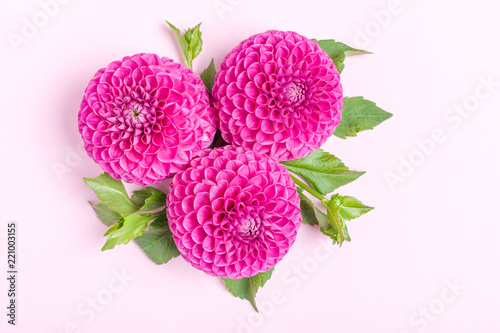 Fototapeta Naklejka Na Ścianę i Meble -  Dahlia ball-barbarry flowers with green leaves and buds.