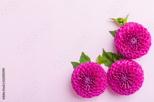 Fototapeta Naklejka Na Ścianę i Meble -  Dahlia ball-barbarry flowers with green leaves and buds.