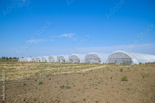 A group of greenhouses for growing tomatoes and cucumbers. Growing tomatoes in the greenhouse. Seedlings in the greenhouse. Growing of vegetables in greenhouses
