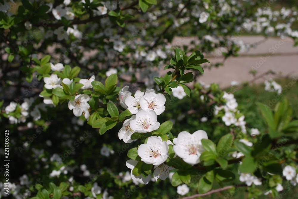 Spring flower Spring flower