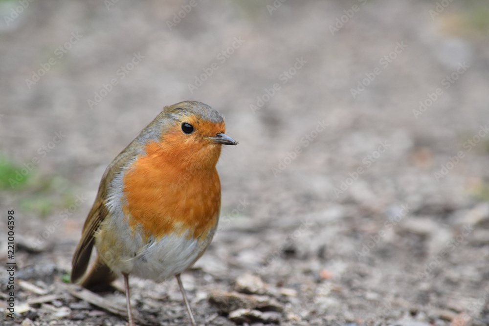 Robin red breast