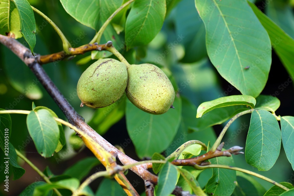 Obraz premium Herbstbild: Walnüsse an einem Walnussbaum