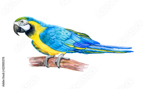 Macaw Blue-and-yellow. Parrot Flying. Watercolor. Illustration. Handmade. Template
