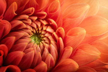 Papier peint photo Photographie macro Chrysanthème multicolore en gros plan  © Tryfonov