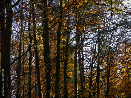 Beautiful Polish golden autumn.