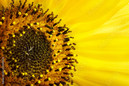 Fototapeta Naklejka Na Ścianę i Meble -  Close up macro photography yellow sunflower pollen.