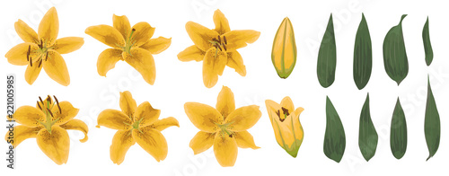 Vector floral bouquet design: set of tender yellow lily flowers, buds and green leaves. Wedding vector for invite card. Watercolor designer editable element bundle.