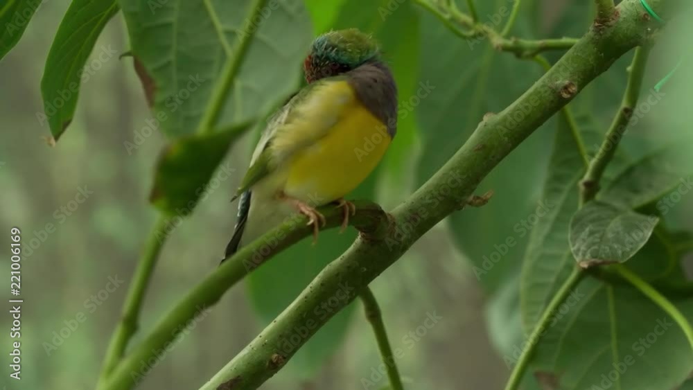 Tropical Exotic Bird sitting on plant branch stick and cleaning itself Slow motion Close up Video Tropical Exotic Bird sitting on plant branch stick and cleaning itself Slow motion Close up Video