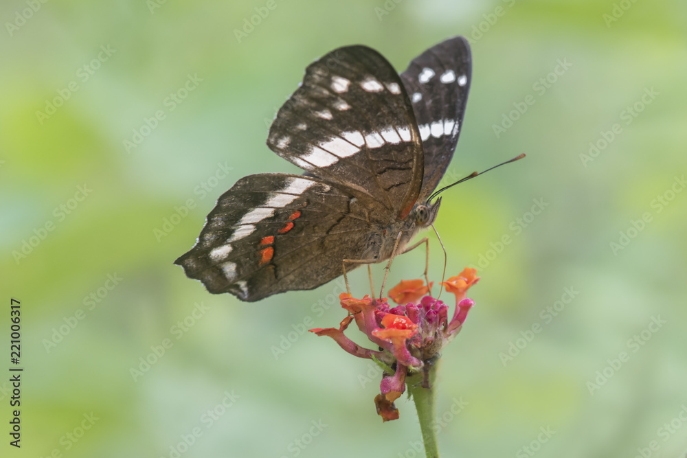Fototapeta premium Mariposa sobre flor varios colores