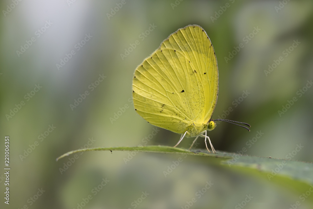 Mariposa Amarilla sobre hoja Mariposa Amarilla sobre hoja