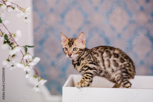 bengal baby kitten brown spotted