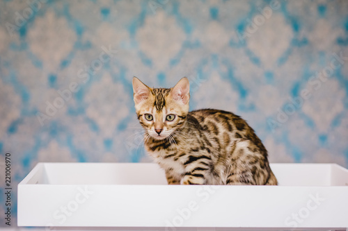 bengal baby kitten brown spotted