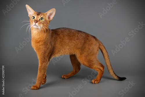 Schilderij op canvas Abyssinian cat on colored backgrounds