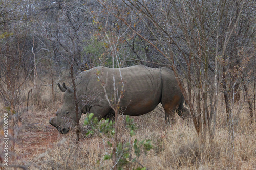 rinoceronte nel suo habitat