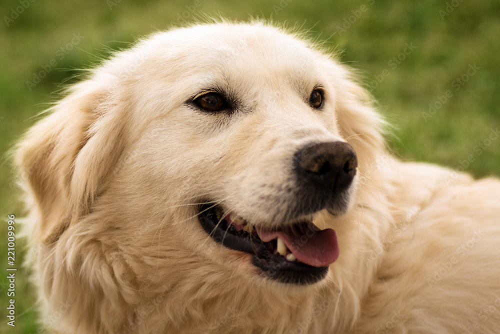 golden retriever dog portrait - obrazy, fototapety, plakaty 