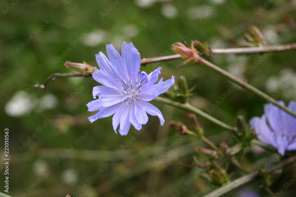 Fototapeta premium Flower