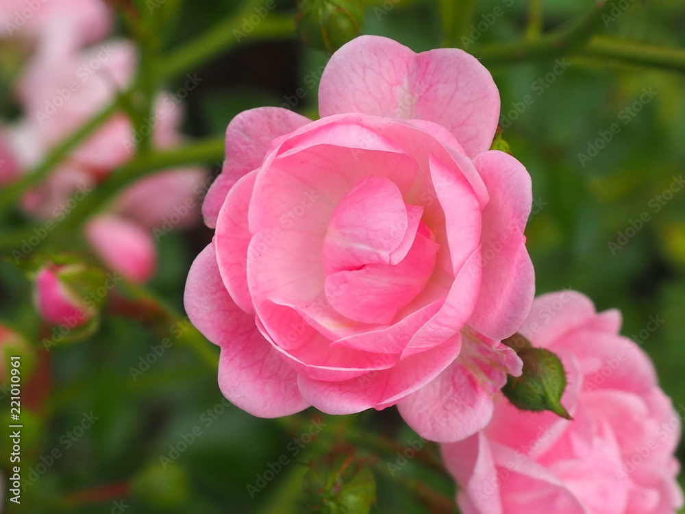 Pink beautiful macro flower photo background Pink beautiful macro flower photo background