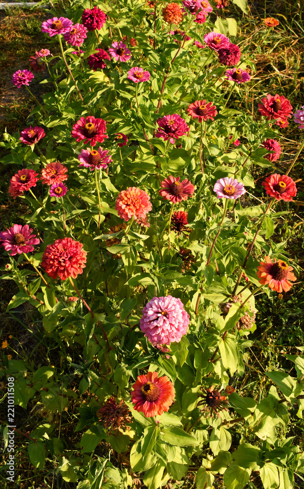 Terry red flowers of zinnia of different shades against the background of green foliage. Beautiful large summer flowers. Terry red flowers of zinnia of different shades against the background of green foliage. Beautiful large summer flowers.