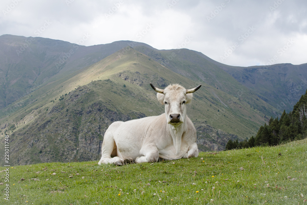 WHITE COW RESTING IN SPANISH OR CATALAN PYRENEES MOUNTAINS NEAR OF NURIA VALLEY