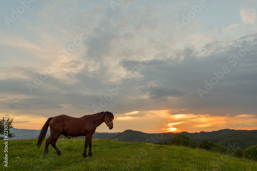 Horse on pasture at September evening near sunset. © brszattila