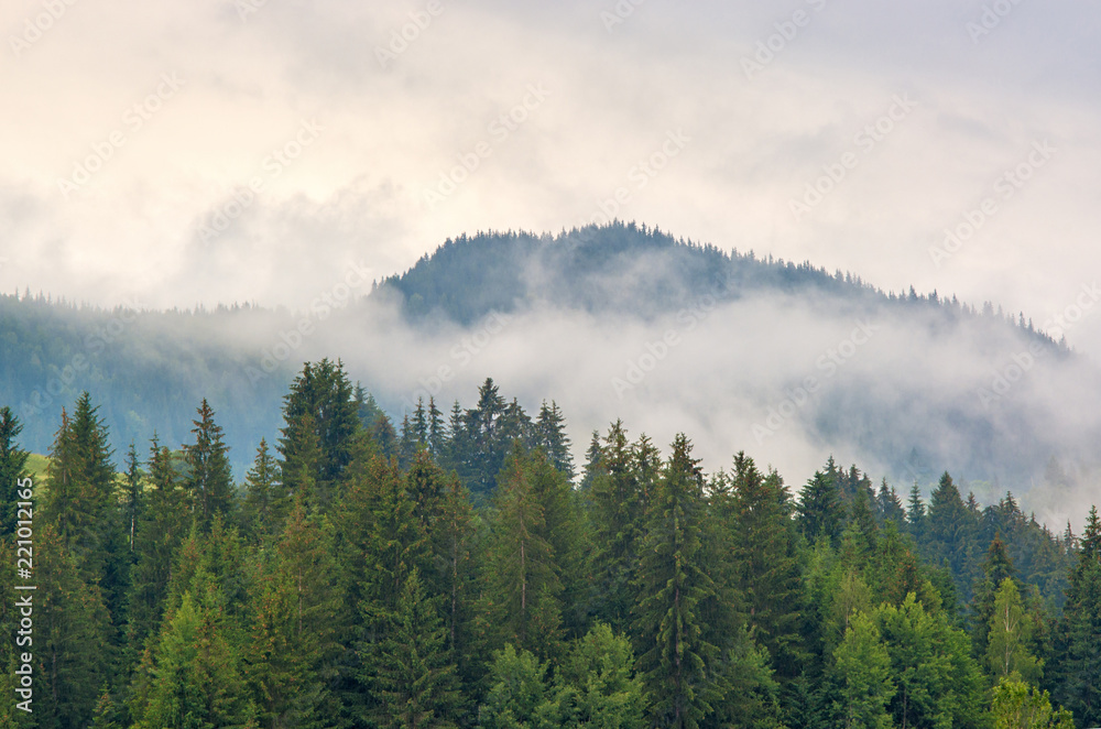 Fototapeta premium Fog in the forest of pine trees in the mountains. Carpathians Ukraine